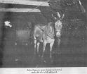 Dawson Mine Mule